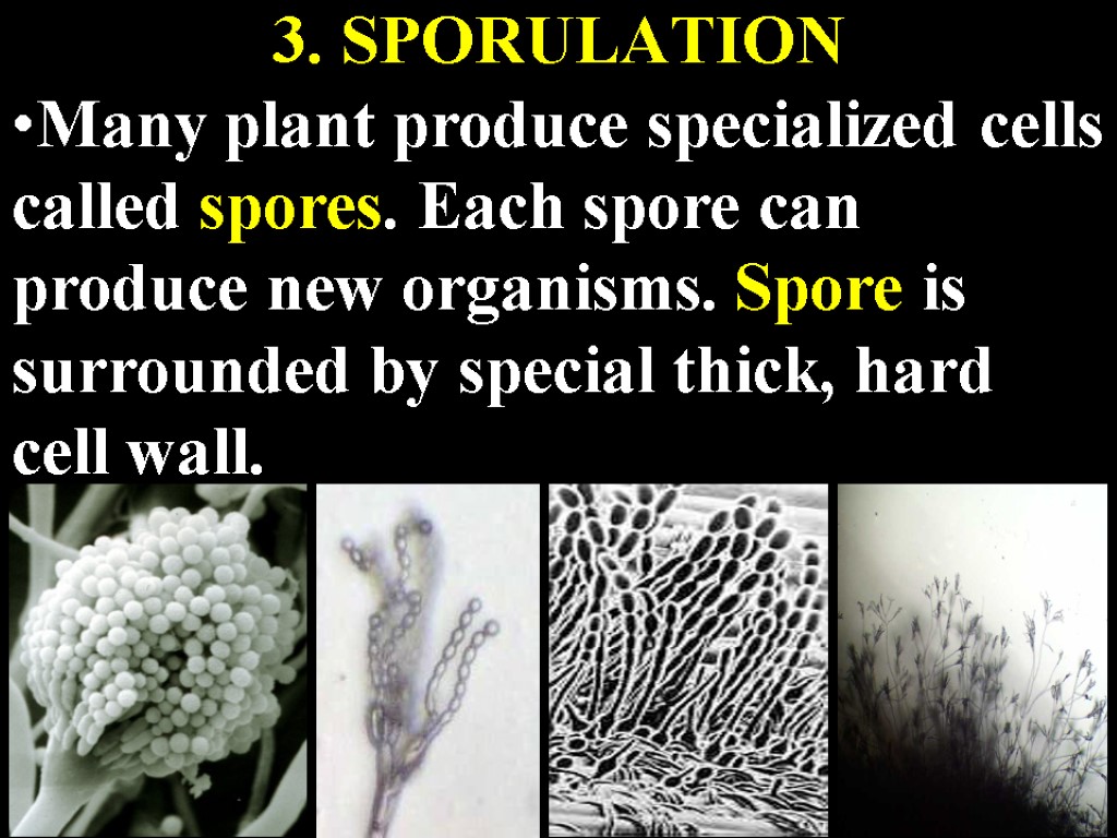 3. SPORULATION Many plant produce specialized cells called spores. Each spore can produce new